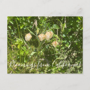Carte Postale Bloomings from California : Lanternes de fées