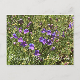 Carte Postale Bloomings from California : Margarita Bop Penstemo