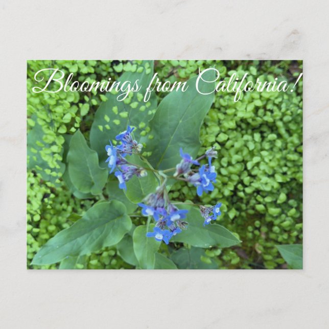 Carte Postale Bloomings from California: Pacific Hound’s Tongue  (Devant)