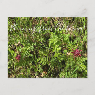 Carte Postale Bloomings from California : Plume Postcar de guerr