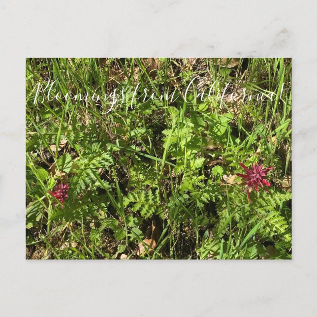 Carte Postale Bloomings from California : Plume Postcar de guerr (Devant)