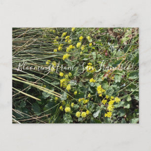 Carte Postale Bloomings from California : Poche de sarrasin jaun