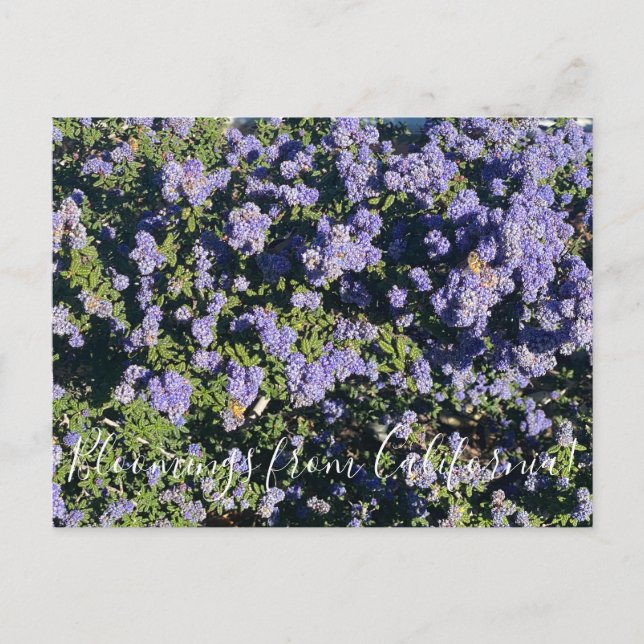Carte Postale Bloomings from California : Pos Ceanothus Dark Sta (Devant)