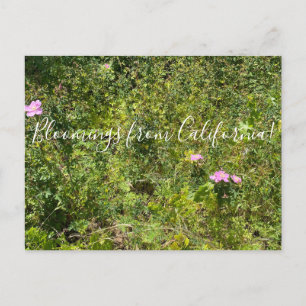 Carte Postale Bloomings from California : Rose sauvage de Califo