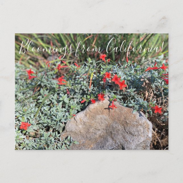 Carte Postale Bloomings from California : Wayne's Silver Fuchsia (Devant)