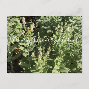 Carte Postale Bloomings from California : White Hedge Nettle
