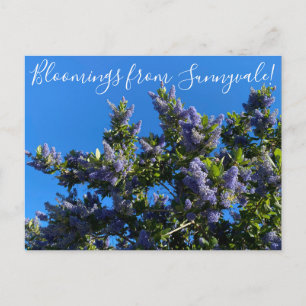 Carte Postale Bloomings from Sunnyvale : Ray Hartman Ceanothus