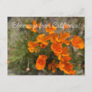 Carte Postale Bloomings of California : April Fleur sauvage