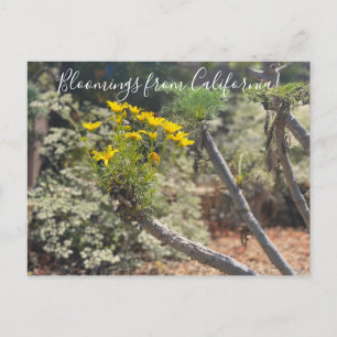 Carte Postale Bloomings of California : Giant Coreopsis Postcar