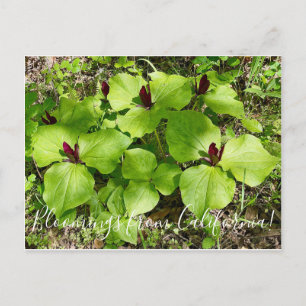 Carte Postale Bloomings of California : Giant Wakerobin