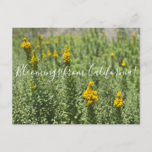 Carte Postale Bloomings of California : Meadow Goldenrod