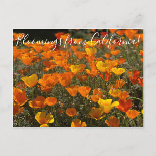 Carte Postale Bloomings of California : Poppies