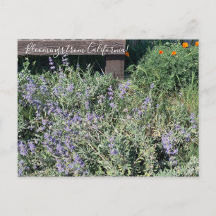 Carte Postale Bloomings of California : Sage Poppies