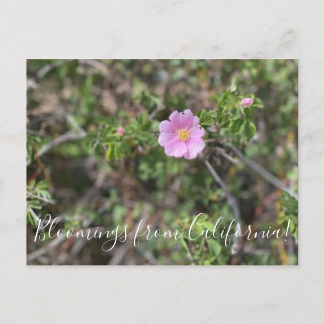 Carte Postale Bloomings of California : Wild Rose Postcard (Devant)