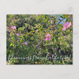 Carte Postale Bloomings of California : Wild Rose Postcard