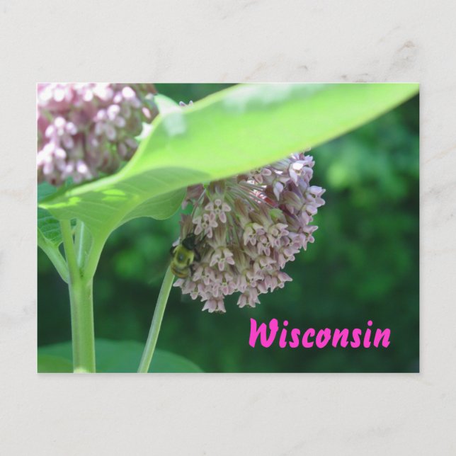 Carte Postale Blooms des algues (Devant)