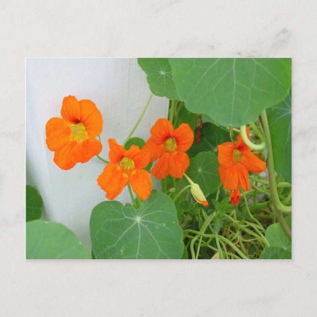 Carte Postale Blooms du Nasturtium (Devant)