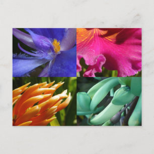 Carte postale Blooms Exotiques