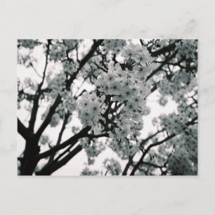 Carte Postale Blooms noirs et blancs