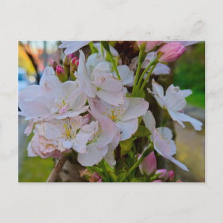 Carte Postale Blossom 