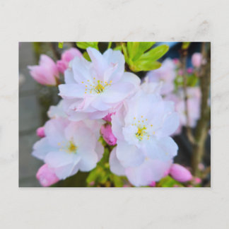 Carte Postale Blossom 