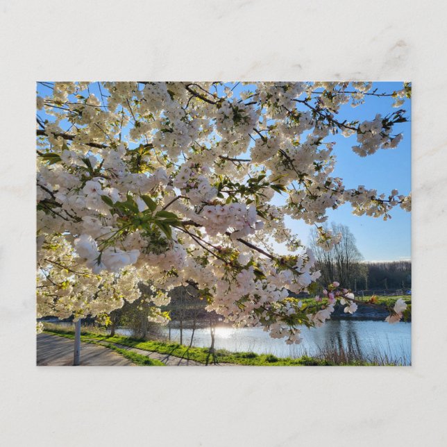 Carte Postale Blossom (Devant)
