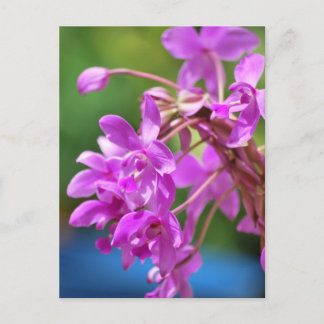 Carte Postale Blossom Janvier