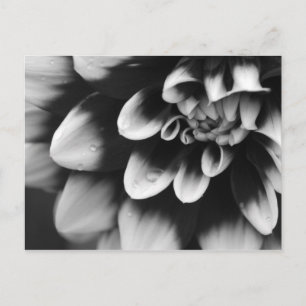 Carte Postale Blossom noir et blanc Dahlia