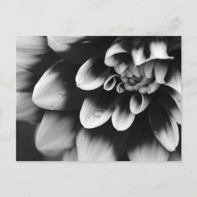 Carte Postale Blossom noir et blanc Dahlia (Devant)