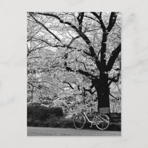 Carte Postale Blossom & Vélo : Japon