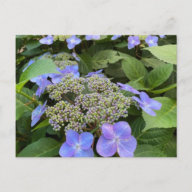 Carte Postale Blu Lacecap Hydrangea Photo (Devant)