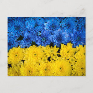 Carte Postale Blue and Yellow Chrysanthemum Nature Photo