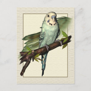 Carte postale Blue Budgie Art