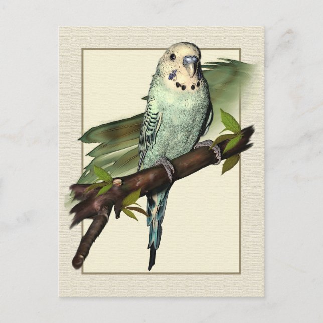 Carte postale Blue Budgie Art (Devant)