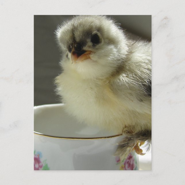Carte Postale Blue Cochin Chick sur Teup (Devant)