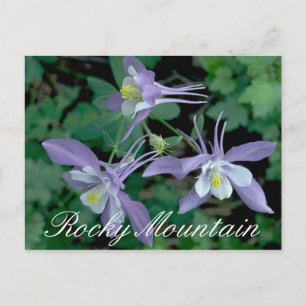 Carte Postale Blue Columbine, Parc national des Rocheuses