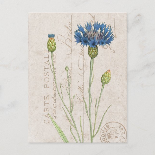Carte Postale Blue Cornflower Postkarte (Vorderseite)