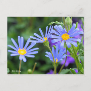 Carte Postale Blue Daisy [Carte postale]
