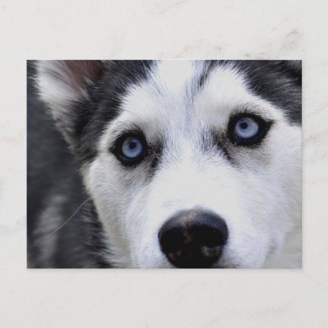 Carte postale Blue Eyed Husky (Devant)