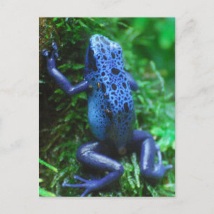 Carte Postale blue-frog-1.jpg
