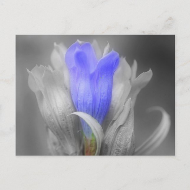 Carte Postale Blue Gentian Flower In Black and White (Devant)