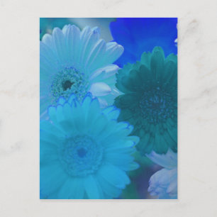 Carte postale Blue Gerbera Daisy