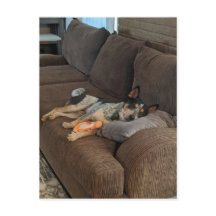 Blue Heeler attend que papa rentre à la maison
