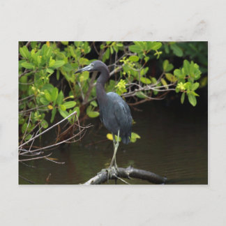 Carte postale Blue Heron
