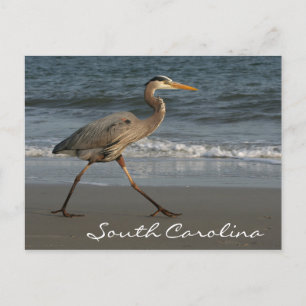 Carte Postale Blue Heron Ocean Beach Caroline du Sud
