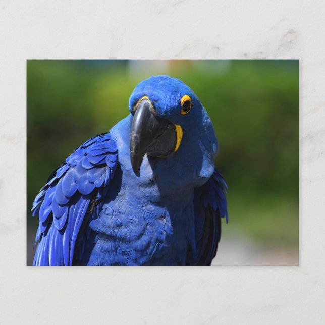 Carte Postale Blue Hyacinth Macaw (Devant)