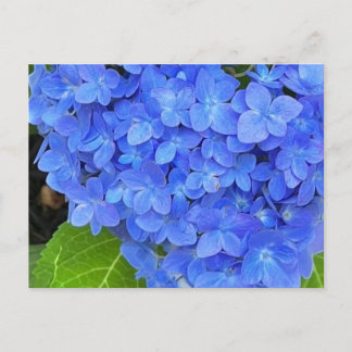 Carte postale Blue Hydrangea