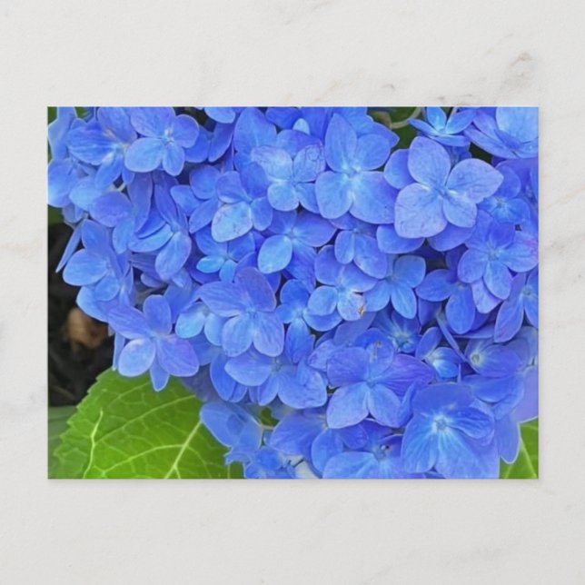 Carte postale Blue Hydrangea (Devant)