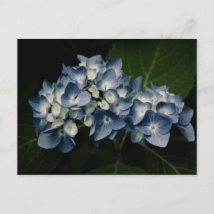 Carte postale Blue Hydrangea 8514