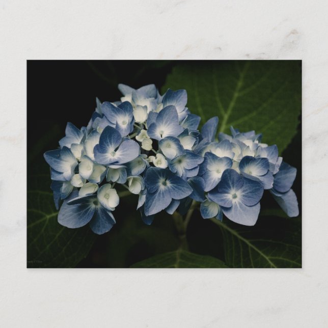 Carte postale Blue Hydrangea 8514 (Devant)